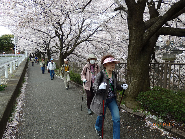 桜Walking